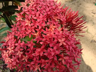 Ixora coccinea is a species of flowering plant in the family Rubiaceae. It is a common flowering shrub native to Southern India, Bangladesh, and Sri Lanka. 