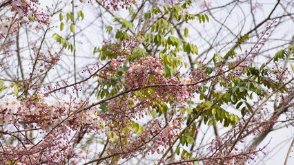 spring in the Pink Shower Tree (Taiwan)8