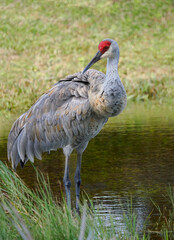 A Close-up Image of a Sandhill Crane Standing in a Fresh Water Pool