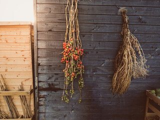 Ripe and unripe tomato vines hanging from a wood wall