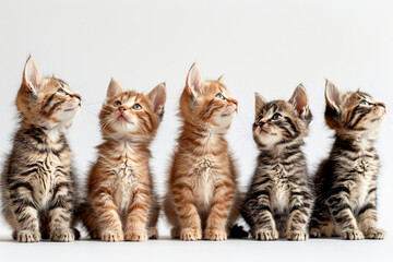Cute kittens line up and look up. I feel soothed and grateful for the cute presence of cats.