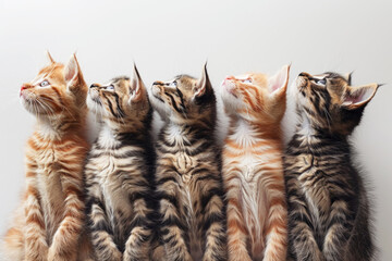 Cute kittens line up and look up. I feel soothed and grateful for the cute presence of cats.