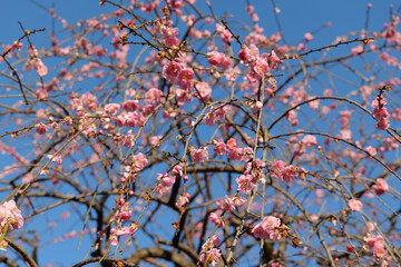 大倉山公園の梅の木