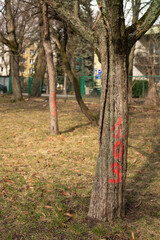 Fototapeta na wymiar Trees with signs prepared to be cut down