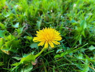 yellow flower  on green grass
