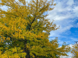 Obraz premium autumn leaves against blue sky