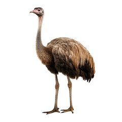 Full body ostrich standing isolated on transparent or white background - obrazy, fototapety, plakaty