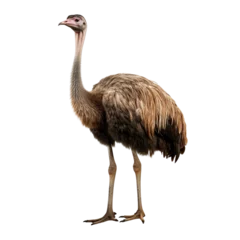 Sierkussen Full body ostrich standing isolated on transparent or white background © Luckyphotos