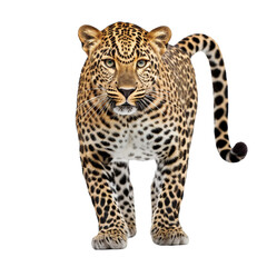 Leopard isolated on transparent or white background