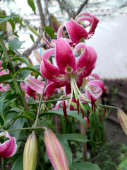Pink lilly in the garden, Lilium oriental.