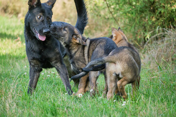 Gray German Shepherds and Gray German Shepherd puppies playing in a meadow in summer on a sunny day in Skaraborg Sweden