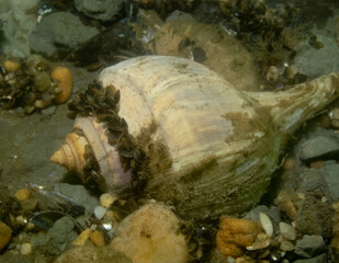 Channeled Whelk