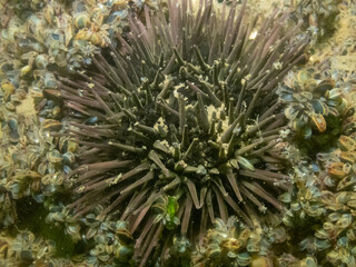 Fototapeta na wymiar Purple Spined Sea Urchin