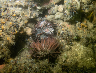 Fototapeta na wymiar Purple Spined Urchin