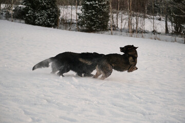 Black and gray German Shepherd dogs playing in a snowy meadow on a sunny winter day in Skaraborg Sweden