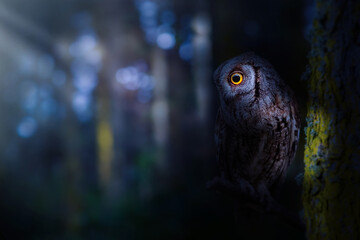 An owl observing its surroundings under the moonlight. Art wildlife. Dark nature background. Scops owl.