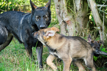 Gray German Shepherds and Gray German Shepherd puppies playing in a meadow in summer on a sunny day in Skaraborg Sweden