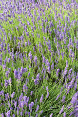 Fototapeta premium field of lavender