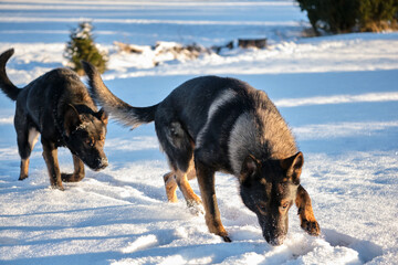 Black and gray German Shepherd dogs playing in a snowy meadow on a sunny winter day in Skaraborg Sweden