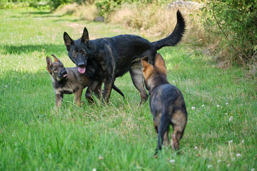 Gray German Shepherds and Gray German Shepherd puppies playing in a meadow in summer on a sunny day in Skaraborg Sweden