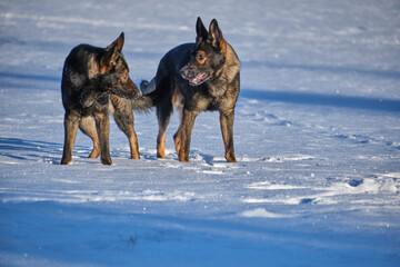 Black and gray German Shepherd dogs playing in a snowy meadow on a sunny winter day in Skaraborg Sweden