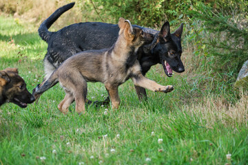 Gray German Shepherds and Gray German Shepherd puppies playing in a meadow in summer on a sunny day in Skaraborg Sweden