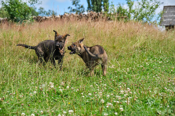 Gray German Shepherds and Gray German Shepherd puppies playing in a meadow in summer on a sunny day in Skaraborg Sweden
