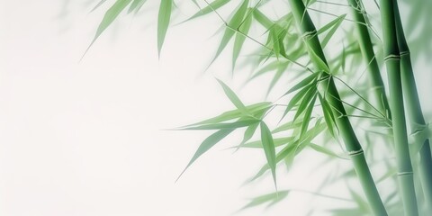 Fototapeta na wymiar Green Bamboo Aesthetic and Fresh High Definition Wallpaper