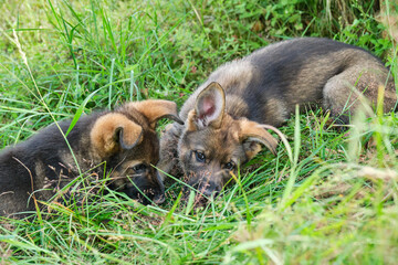 Gray German Shepherds and Gray German Shepherd puppies playing in a meadow in summer on a sunny day in Skaraborg Sweden