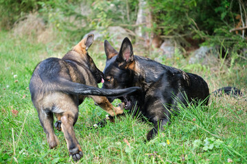 Gray German Shepherds and Gray German Shepherd puppies playing in a meadow in summer on a sunny day in Skaraborg Sweden