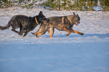 Black and gray German Shepherd dogs playing in a snowy meadow on a sunny winter day in Skaraborg Sweden