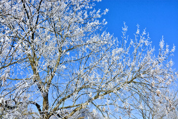 Raureif auf Bäumen unter blauem Himmel