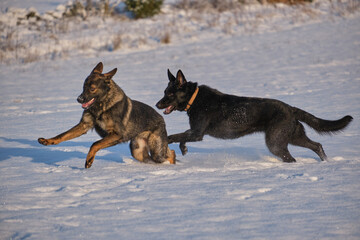 Black and gray German Shepherd dogs playing in a snowy meadow on a sunny winter day in Skaraborg Sweden