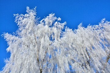 Raureif auf Bäumen unter blauem Himmel