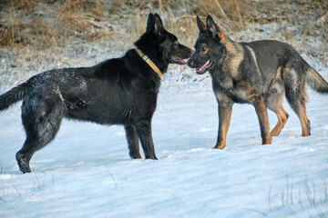 Black and gray German Shepherd dogs playing in a snowy meadow on a sunny winter day in Skaraborg Sweden