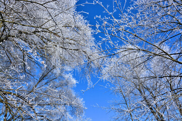 Raureif auf Bäumen unter blauem Himmel