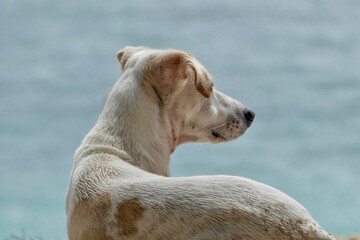 Portrait of a cute feral dog at beach in Mauritius