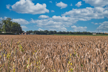 field of wheat and a farm with a blue cloudy sky in the Netherlands