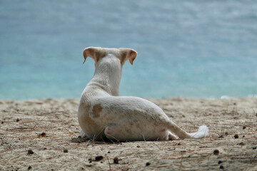 Portrait of a cute feral dog at beach in Mauritius