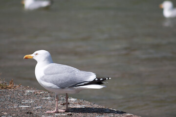 Obraz premium Seagull in Beachfront