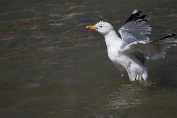 Seagull in Beachfront