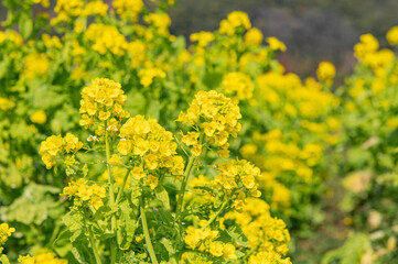 道の駅原鶴前の菜の花畑