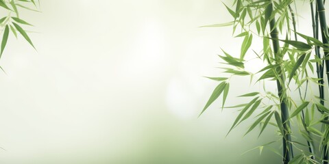 Green Bamboo Stems on Blurred Background Bright and High Key - obrazy, fototapety, plakaty