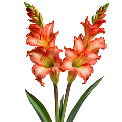 Fototapeta premium Gladiolus image isolated on a transparent background PNG photo