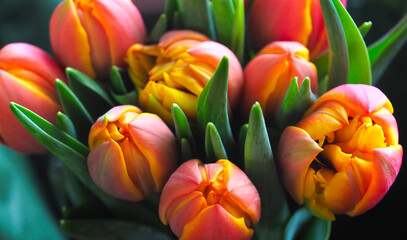 Beautiful new bundle of orange tulips
