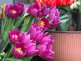 Obraz premium Beautiful new bundle of pink shining tulips in pottery
