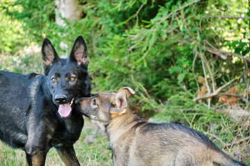 Gray German Shepherds and Gray German Shepherd puppies playing in a meadow in summer on a sunny day in Skaraborg Sweden