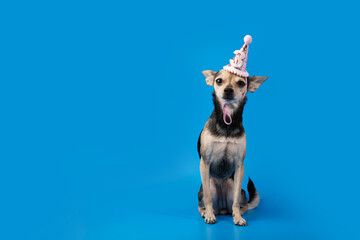 Dog in a birthday cap, blue background, celebrating pet,  canine fun