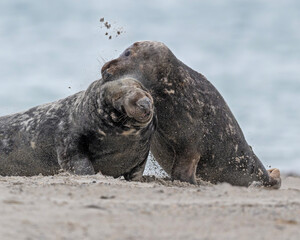 Obraz premium Kegelrobben auf Helgoland