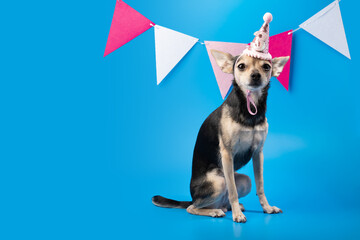 Dog in a birthday cap on a blue background, celebrating pet party, festive animal portrait